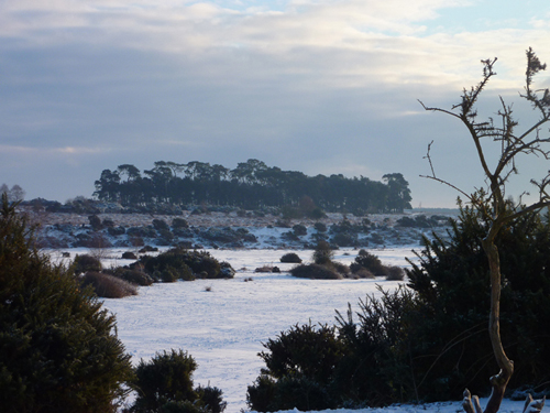 Whitefield Plantation across the old gravel pit