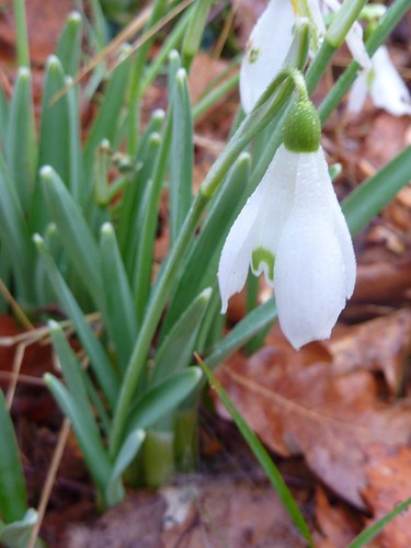 Snowdrop